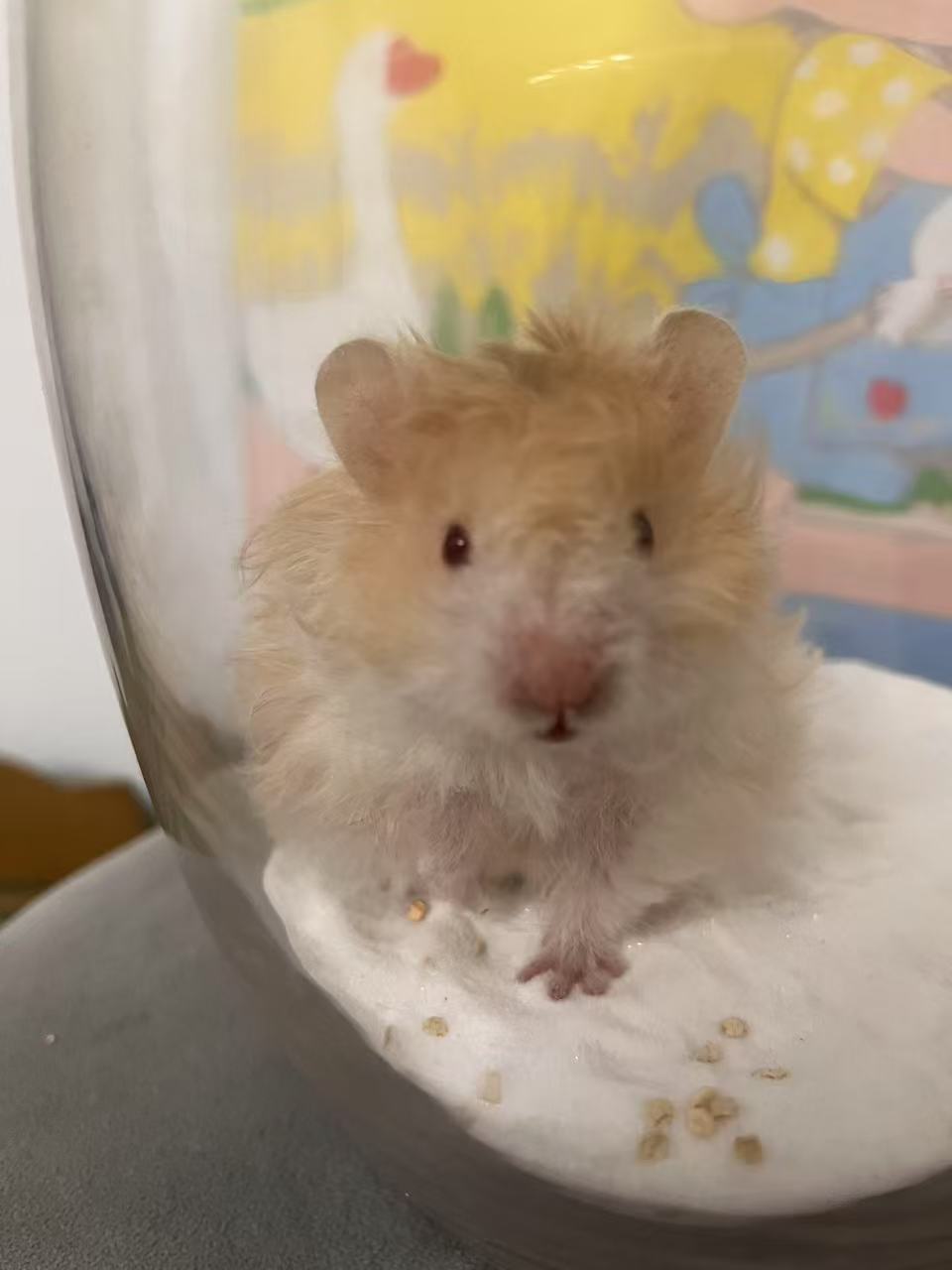 五一特价包邮 可爱❤️容易上手